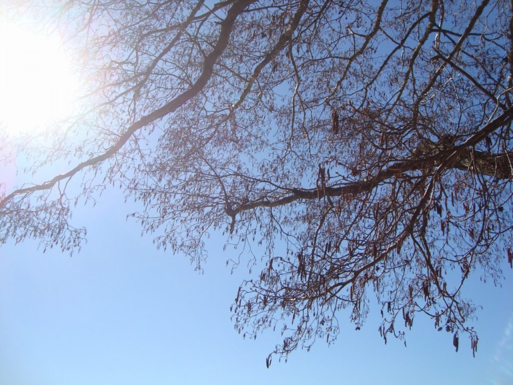 alder tree, catkins