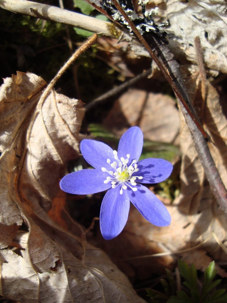 hepatica