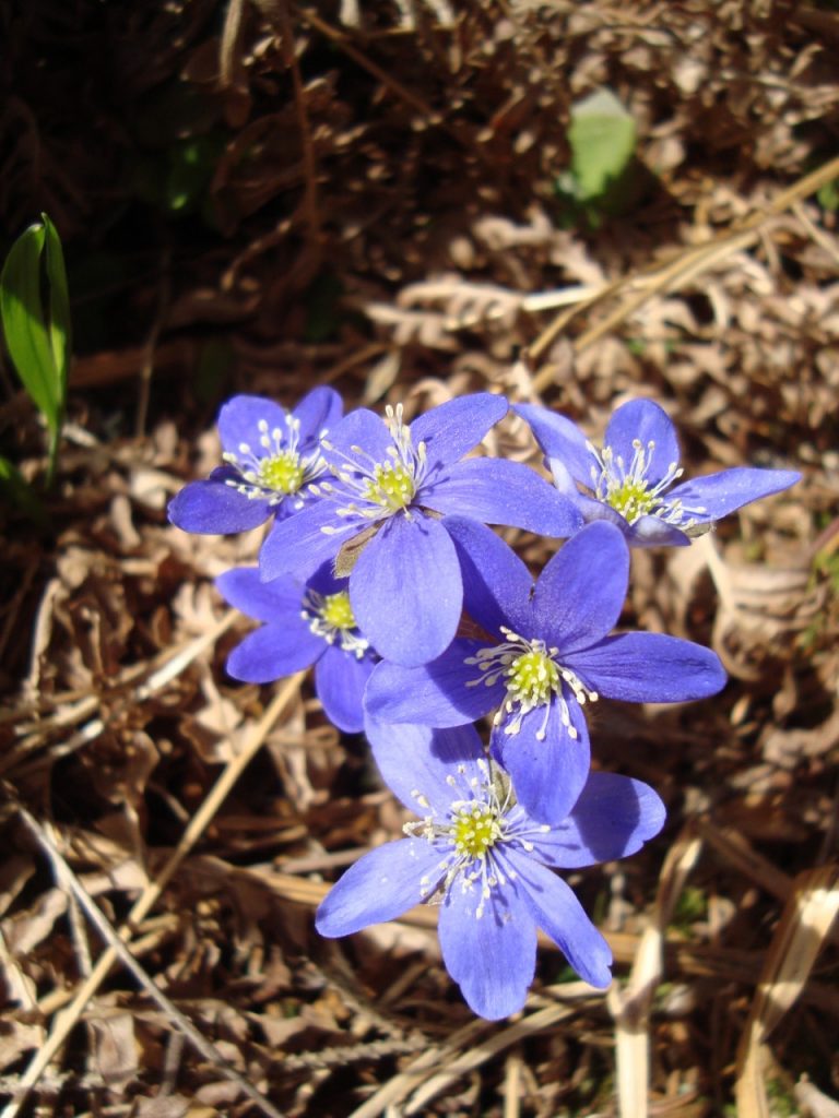 hepatica