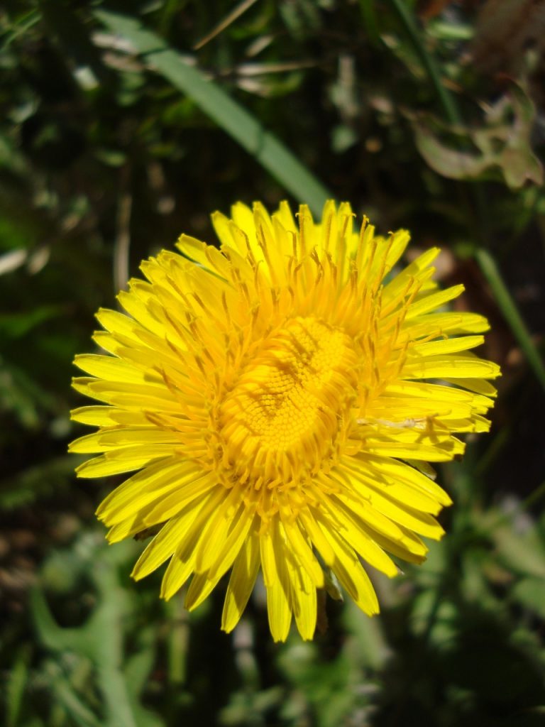 dandelion