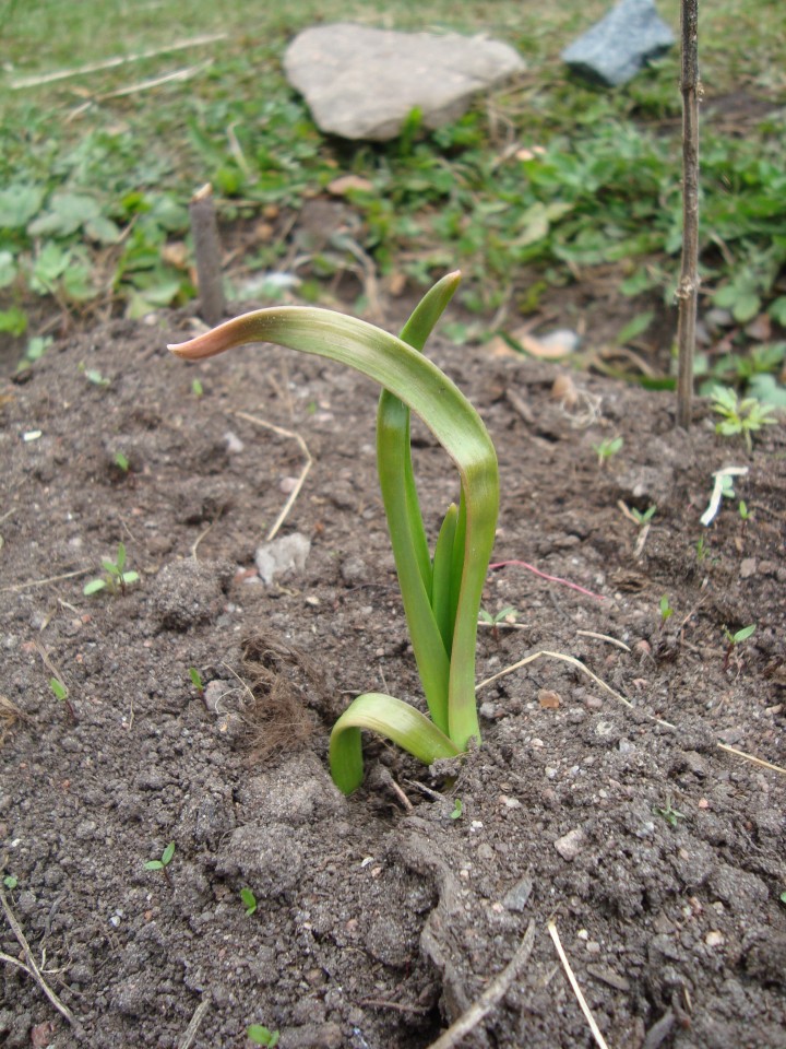 garlic growing