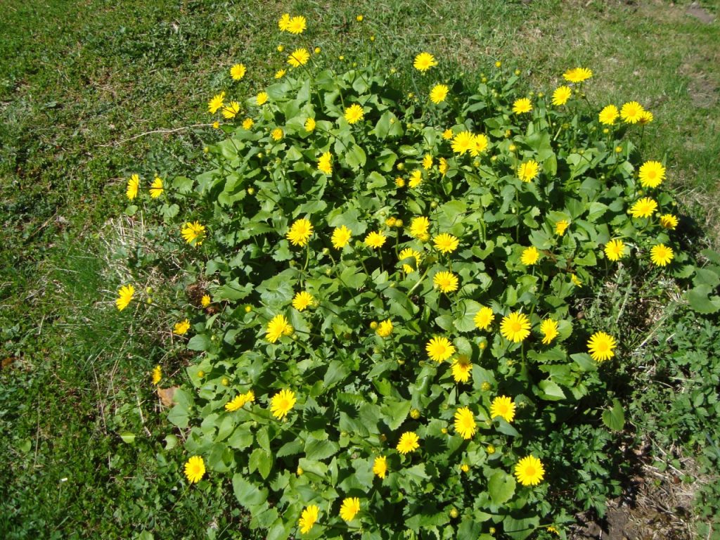 leopard's bane, doronicum