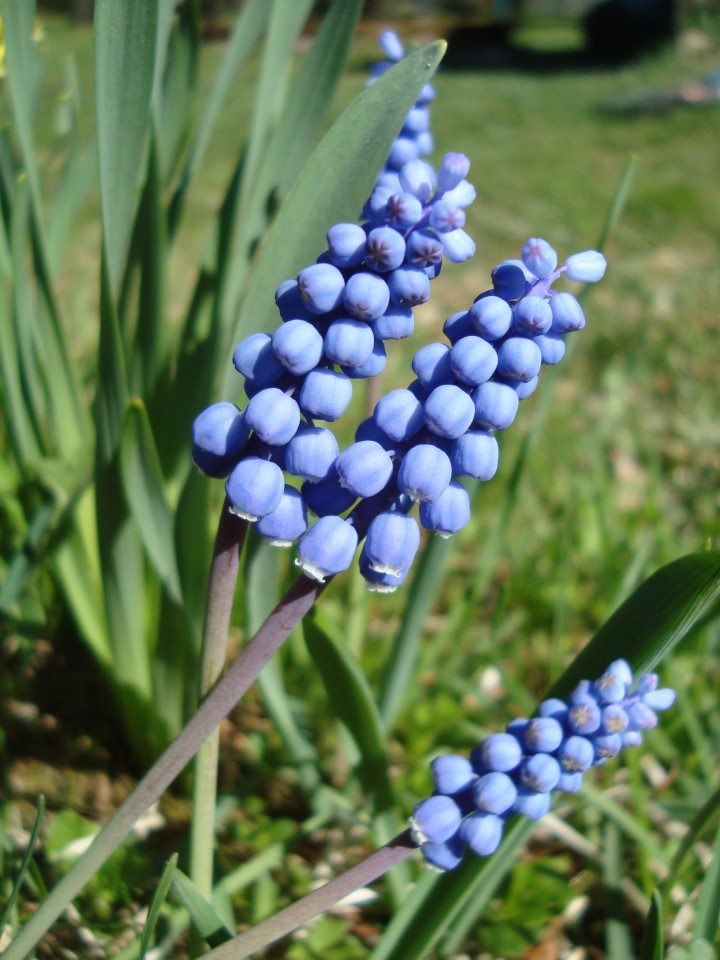 small grape hyacinth, muscari