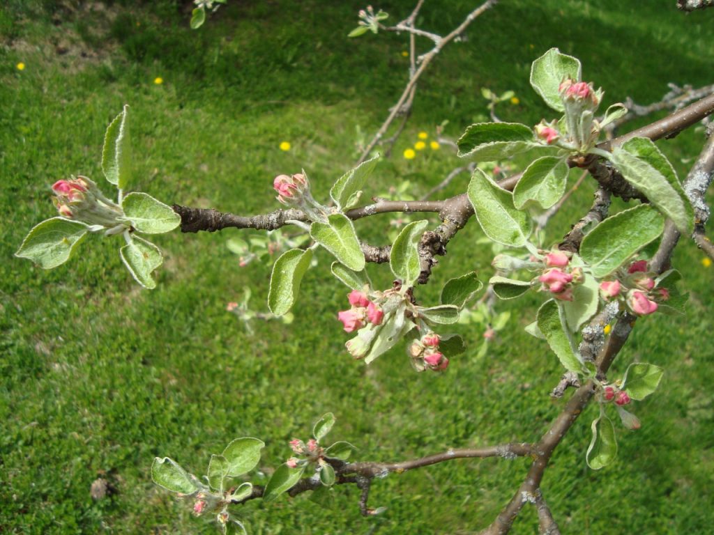 apple tree flower buds