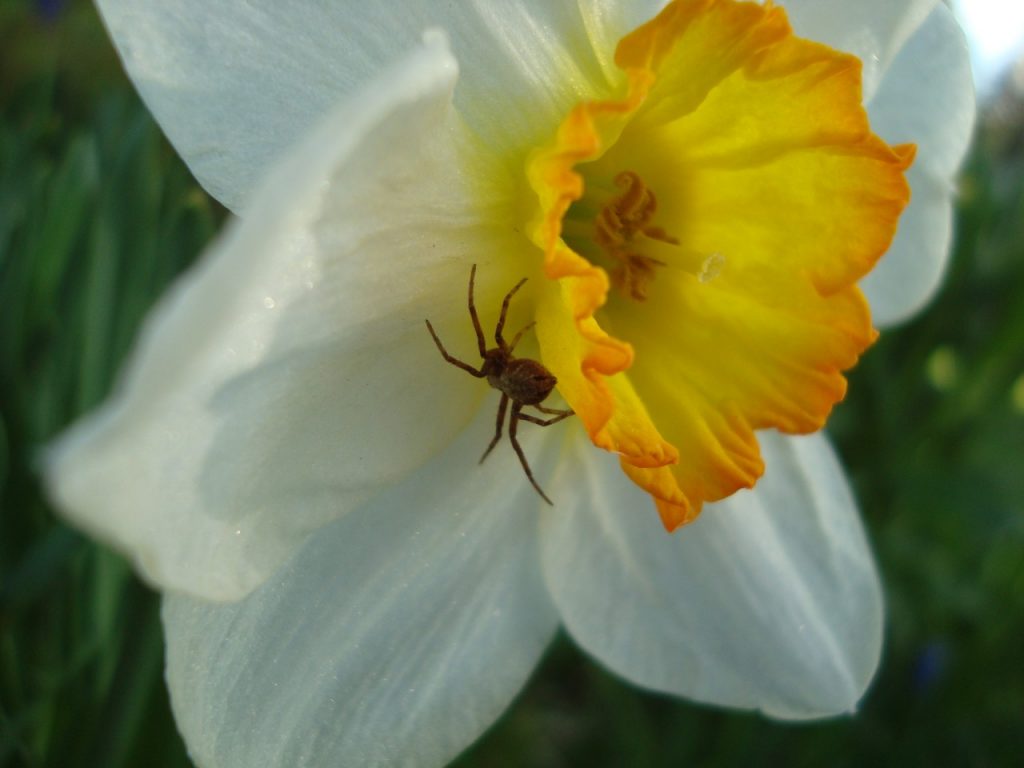 narcissus, daffodil & spider