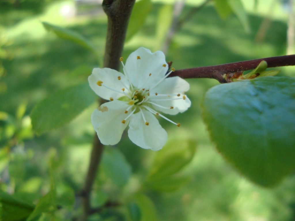 plum flower