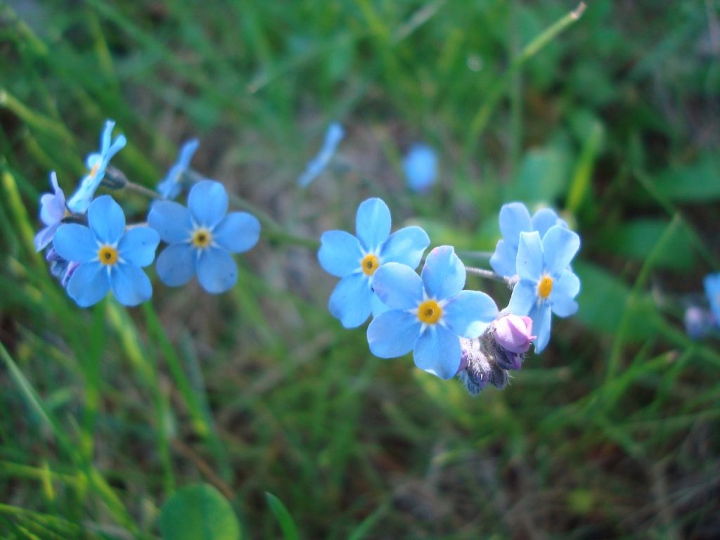 forget-me-not