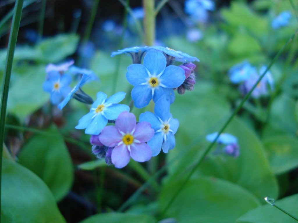 forget-me-not