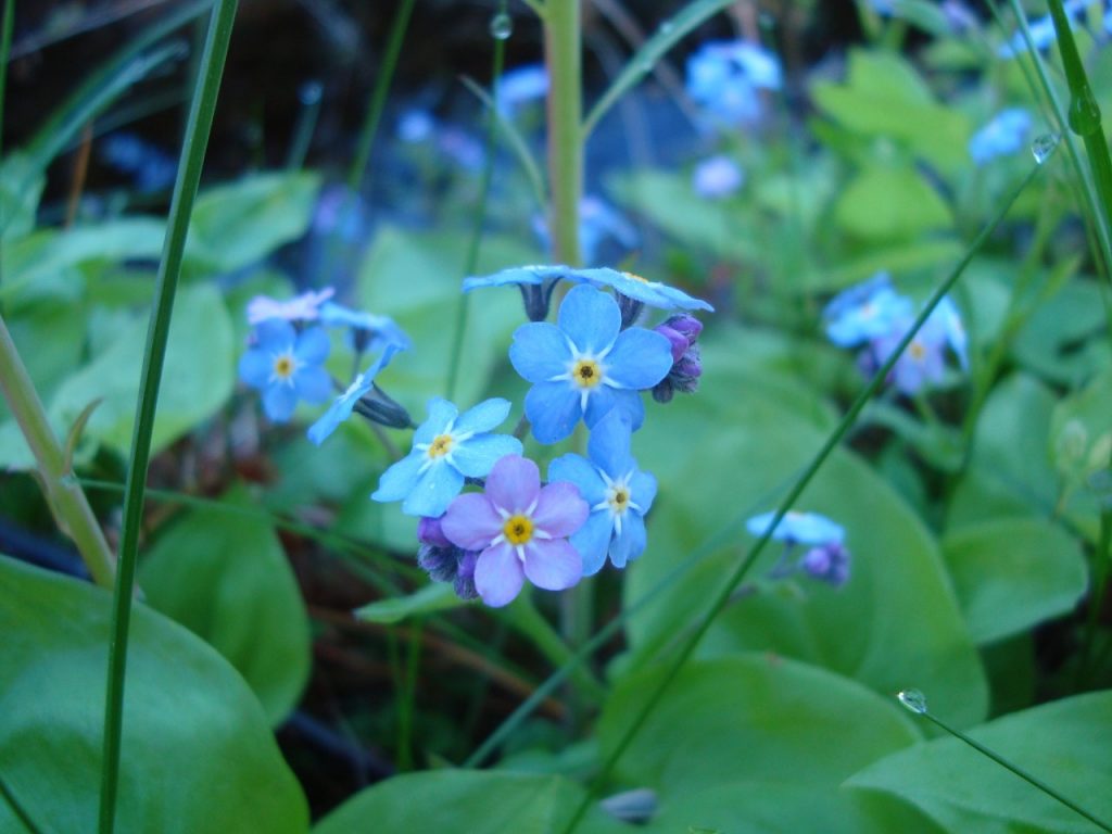 forget-me-not