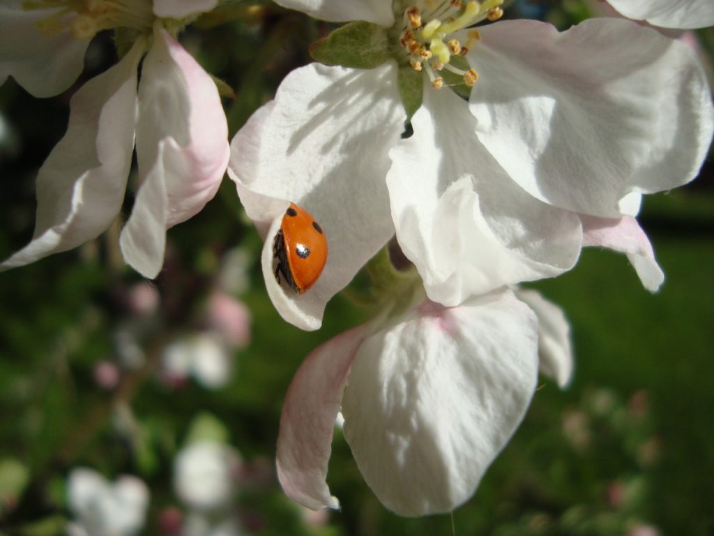 apple flower & ladybird or ladybug