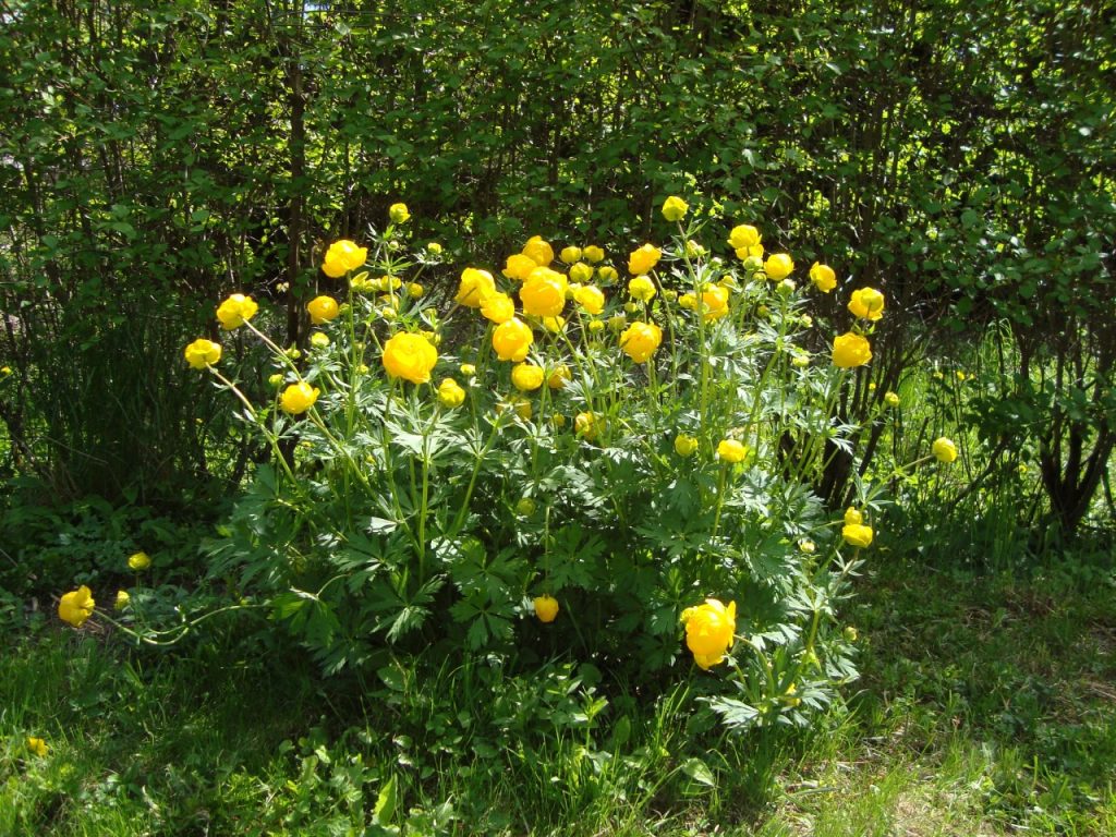 globeflower