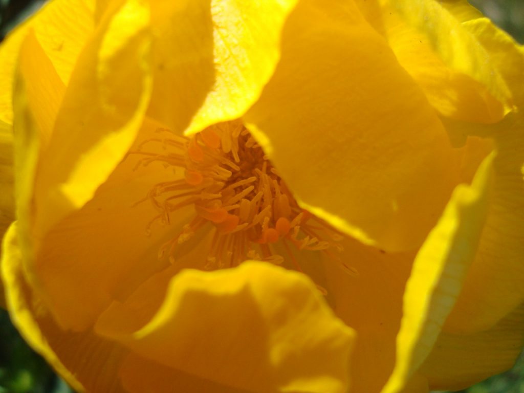 globeflower