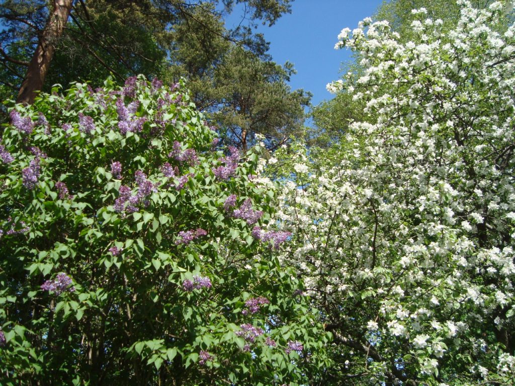 lilac & apple flowers