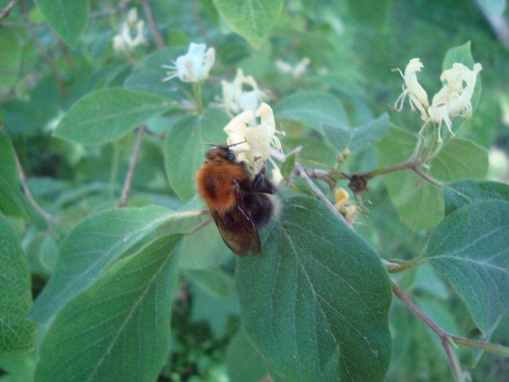 fly honeysuckle & friend