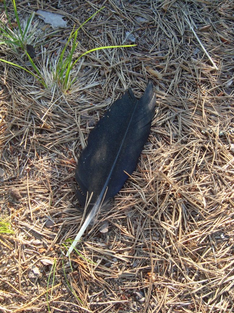 raven feather