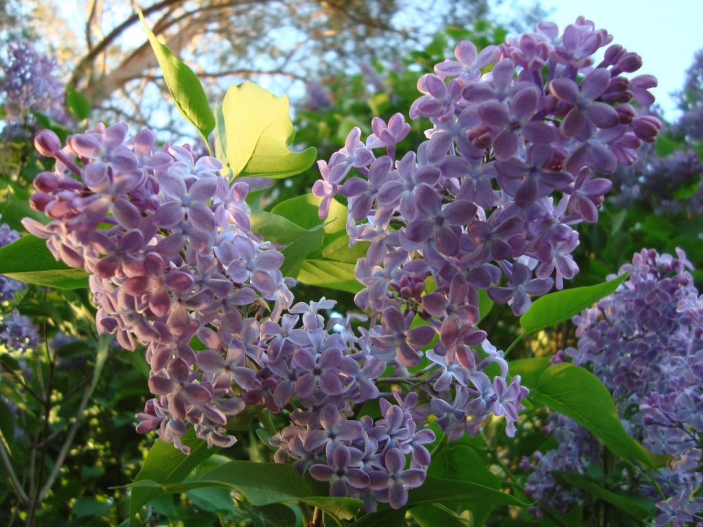 lilac