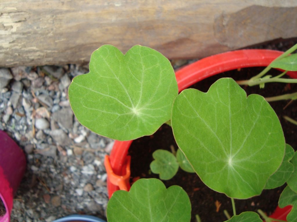 garden nasturtium, Indian cress