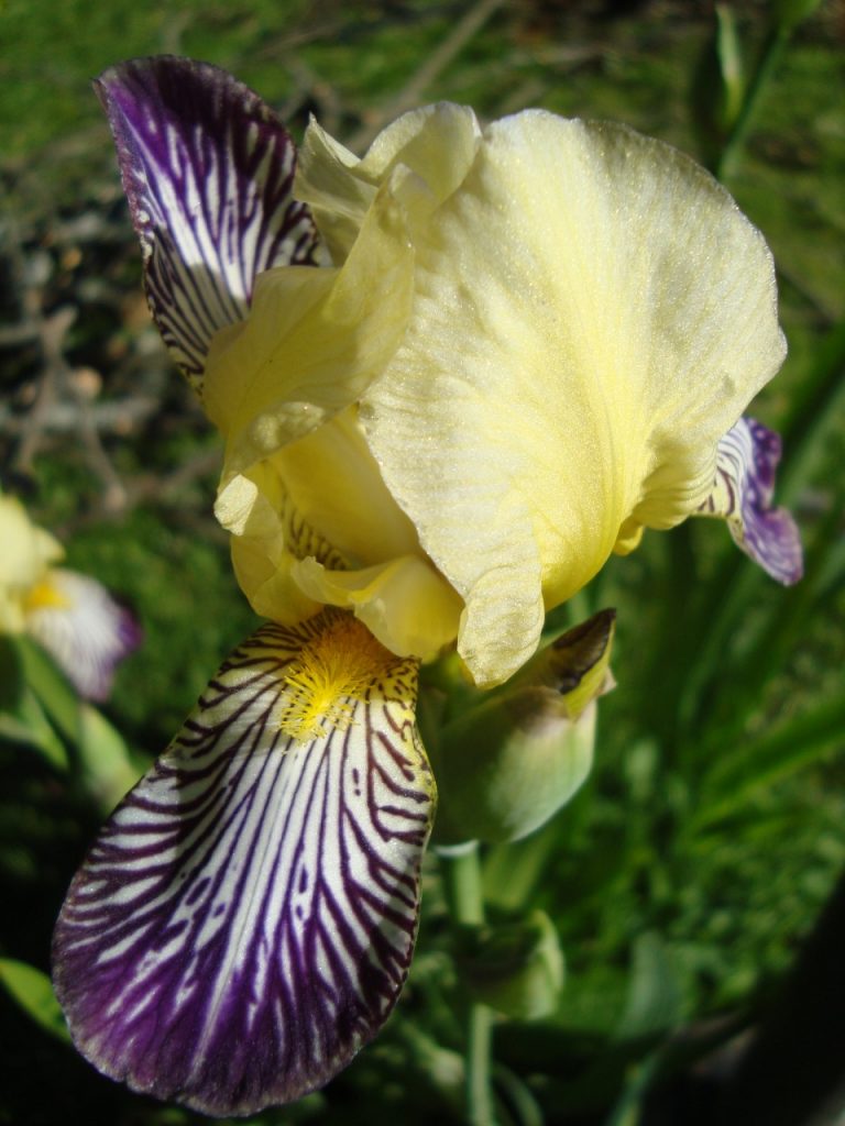 German Iris