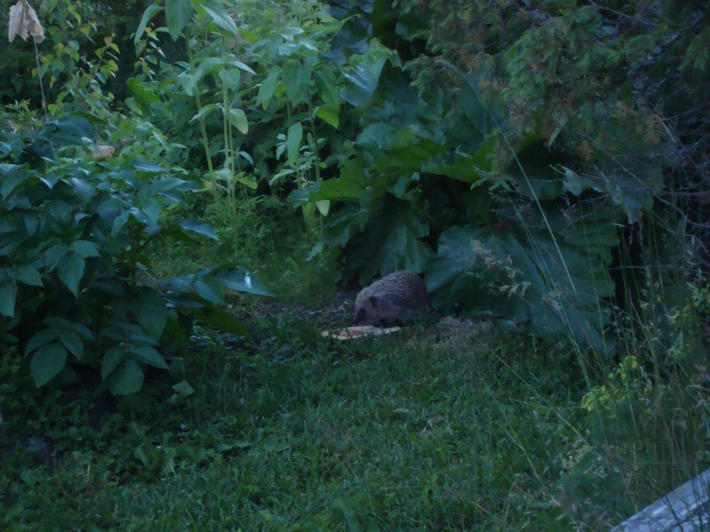 European hedgehog