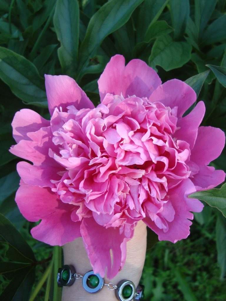 peony