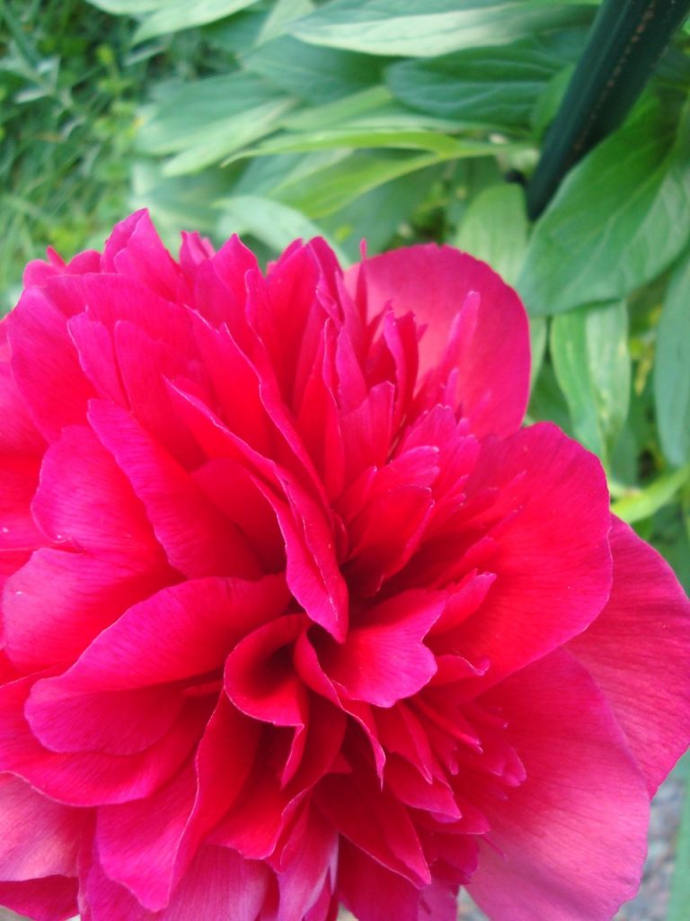 peony