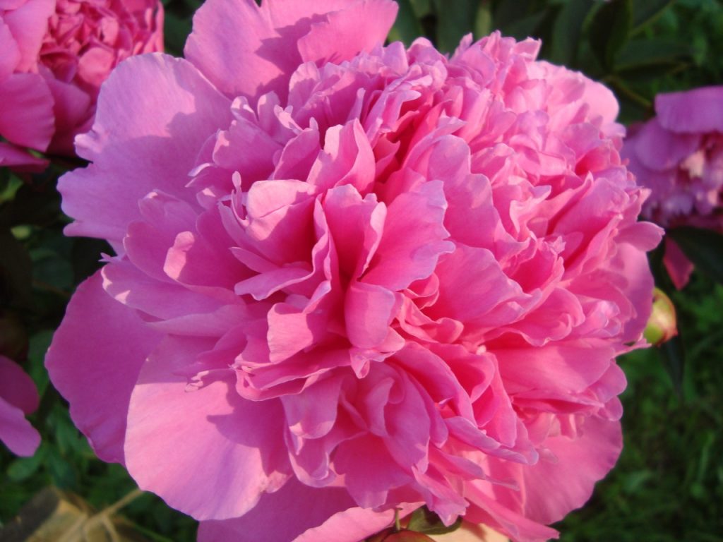 peony