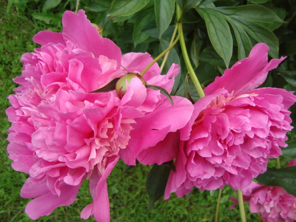 peony