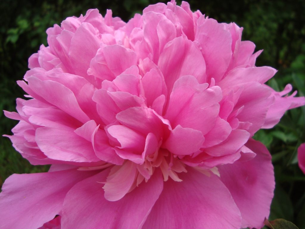 peony