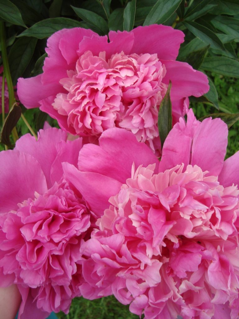 peony