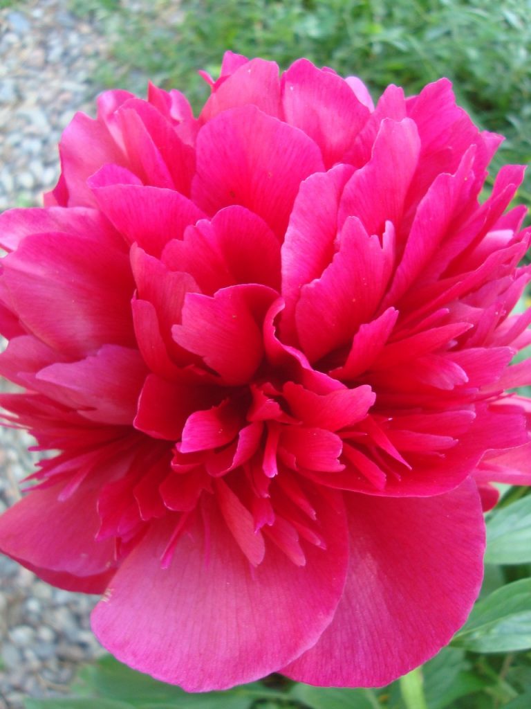 peony