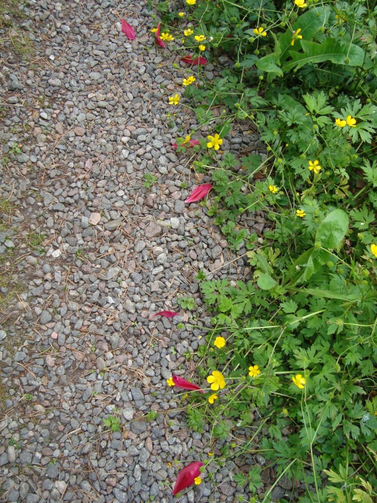 Follow the red petals!