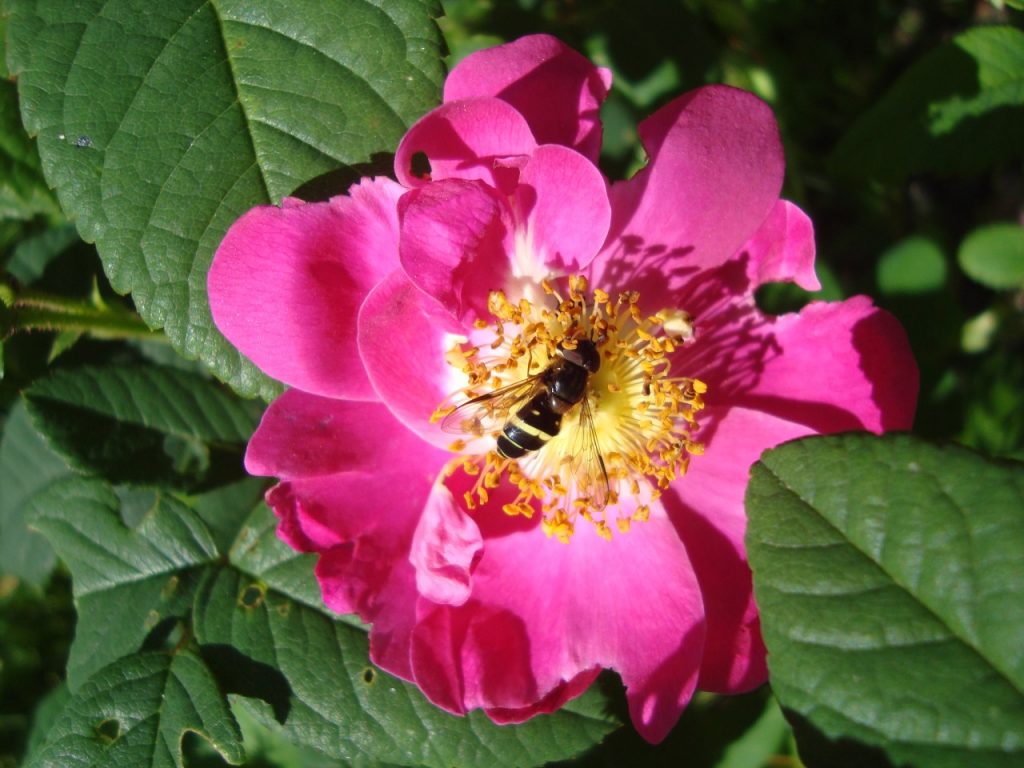 garden rose valamonruusu