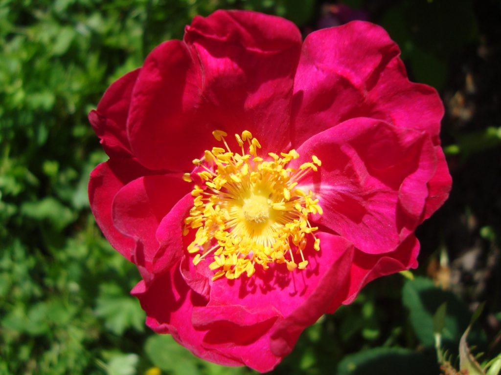 garden rose valamonruusu