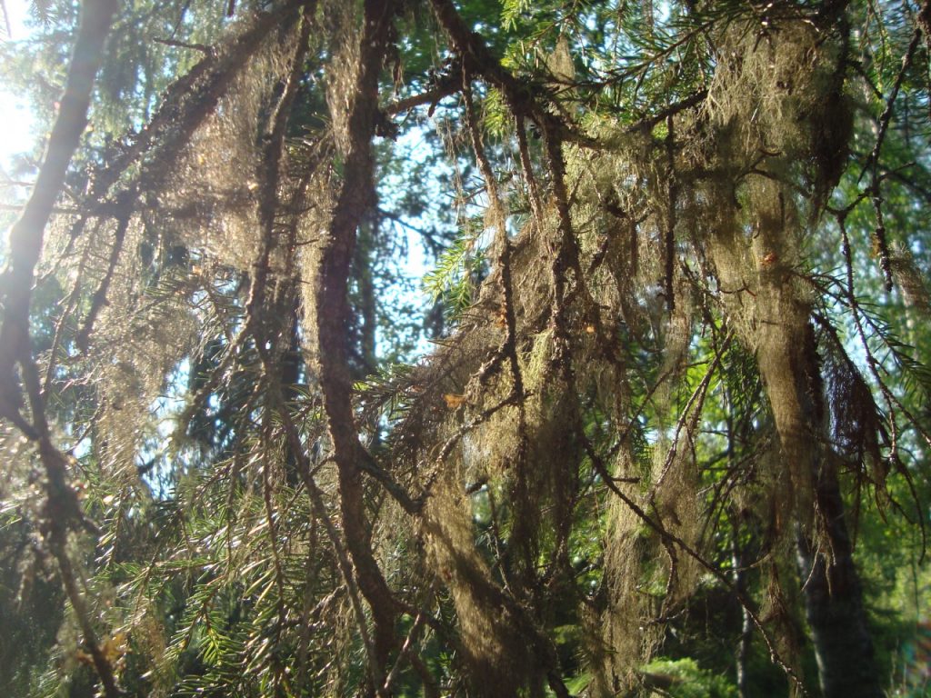 beard lichen, beard moss