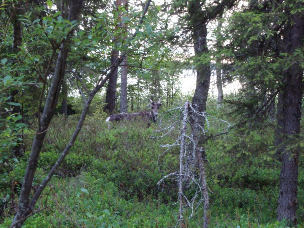 reindeer