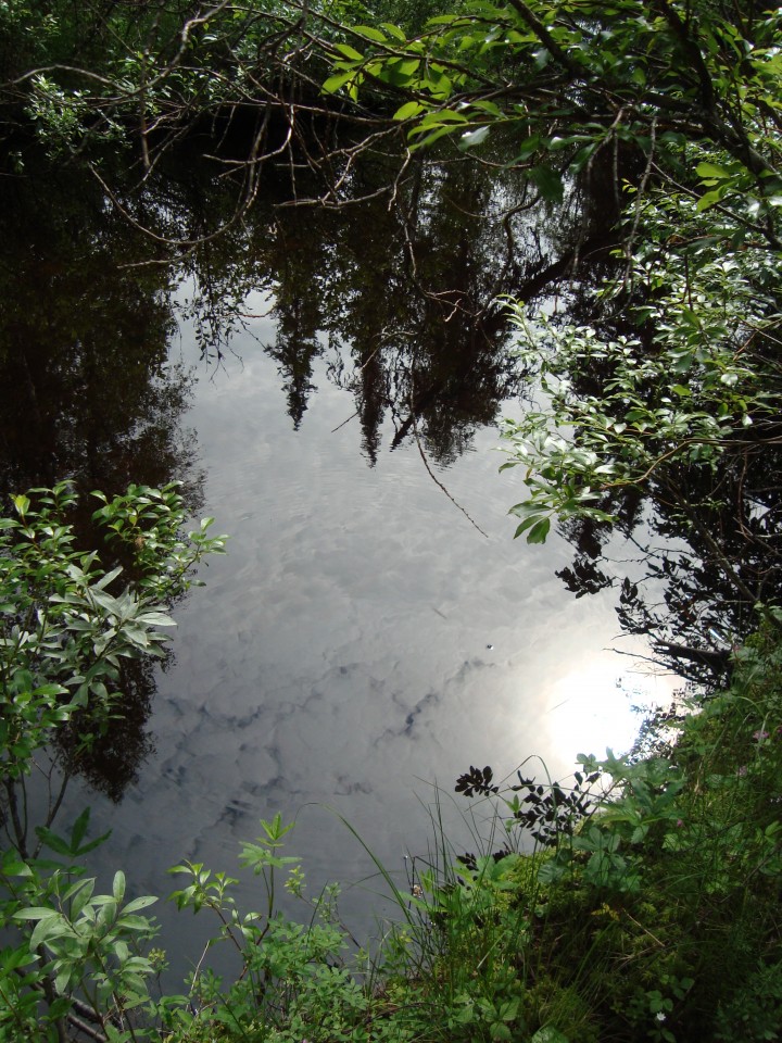 creek, trees