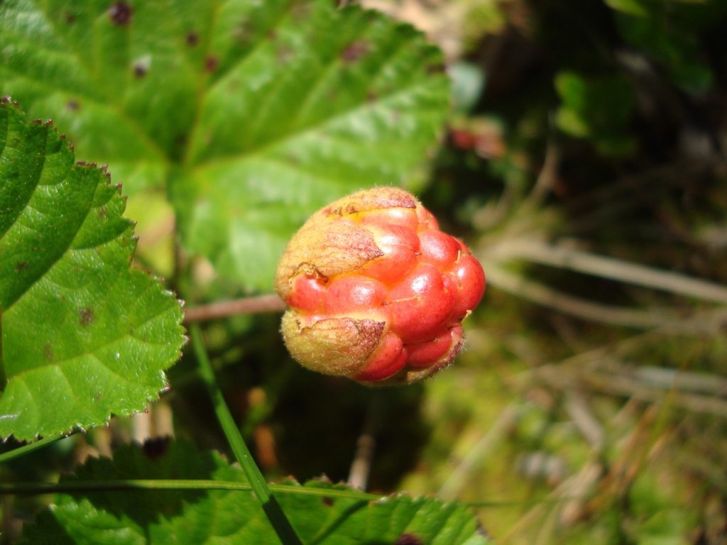 cloudberry