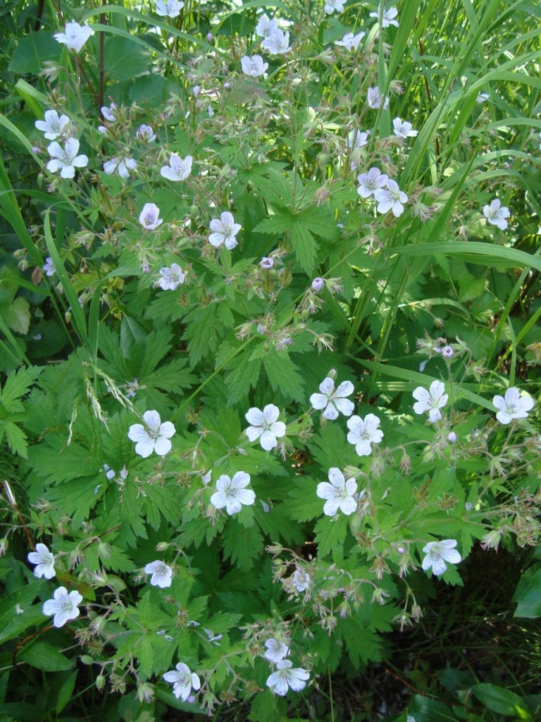 wood cranesbill, woodland geranium