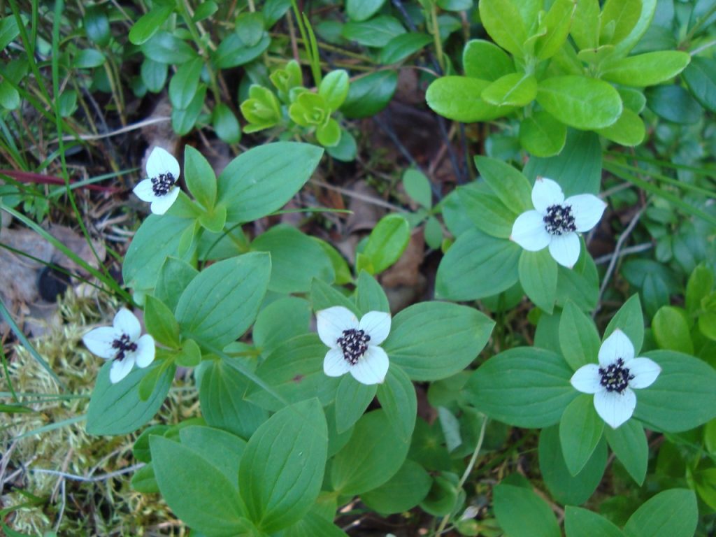 dwarf cornel, bunchberry, Swedish cornel, Lapland cornel, Eurasian dwarf cornel