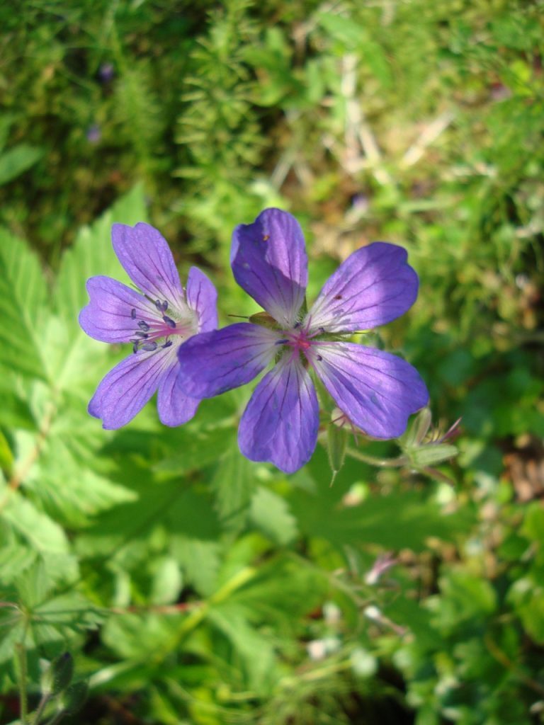 wood cranesbill, woodland geranium