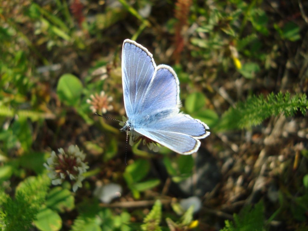 common blue