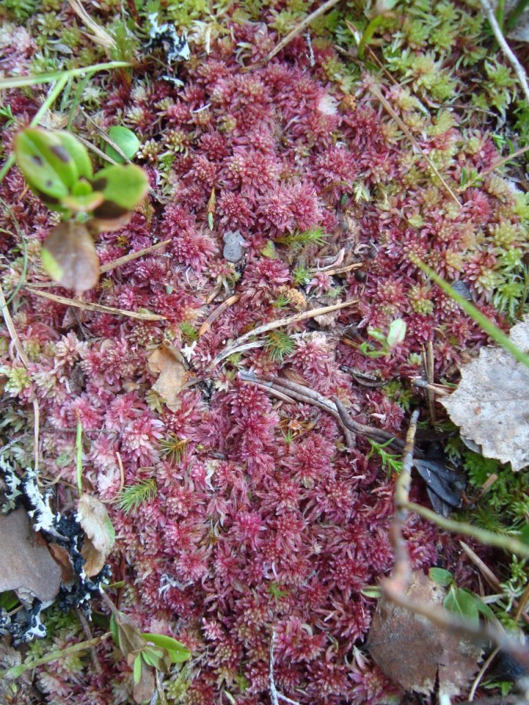 red moss