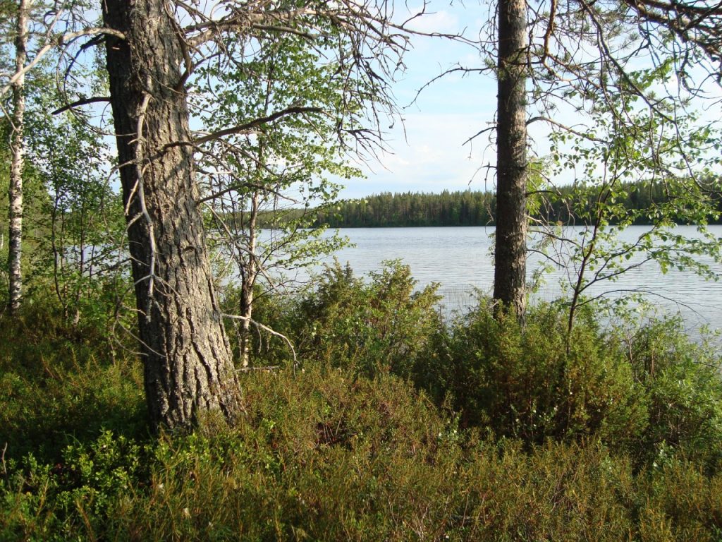 trees, lake