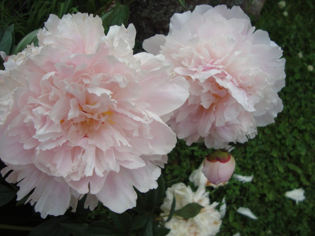 peony