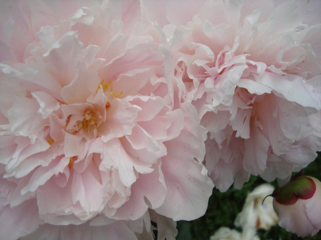 peony