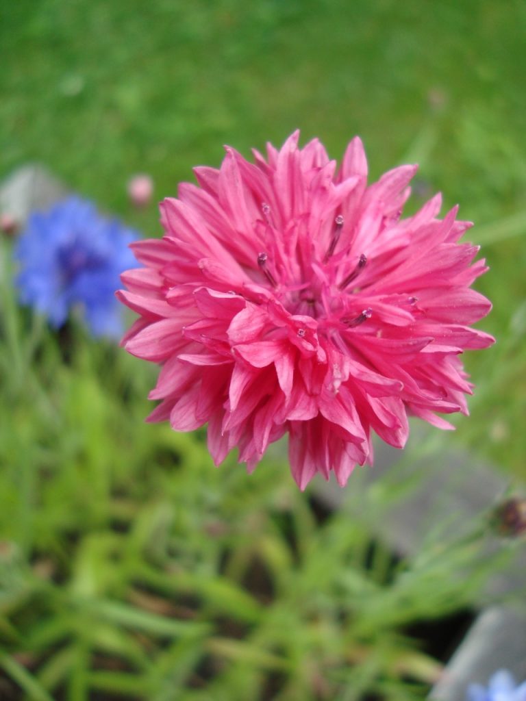 cornflower