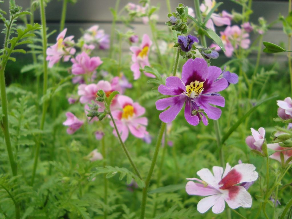 schizanthus, butterfly flower, poor man's orchid