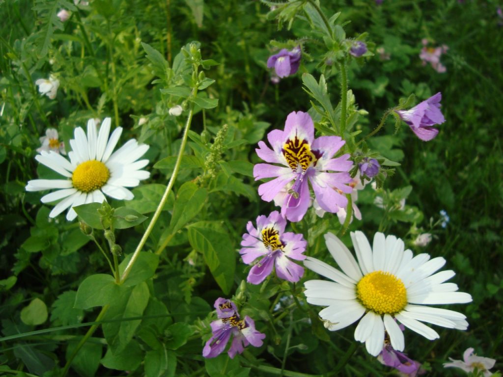 schizanthus, butterfly flower, poor man's orchid & daisy