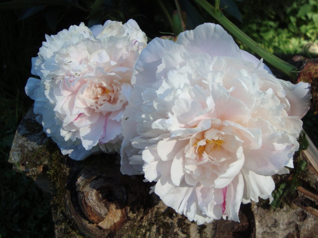 peony