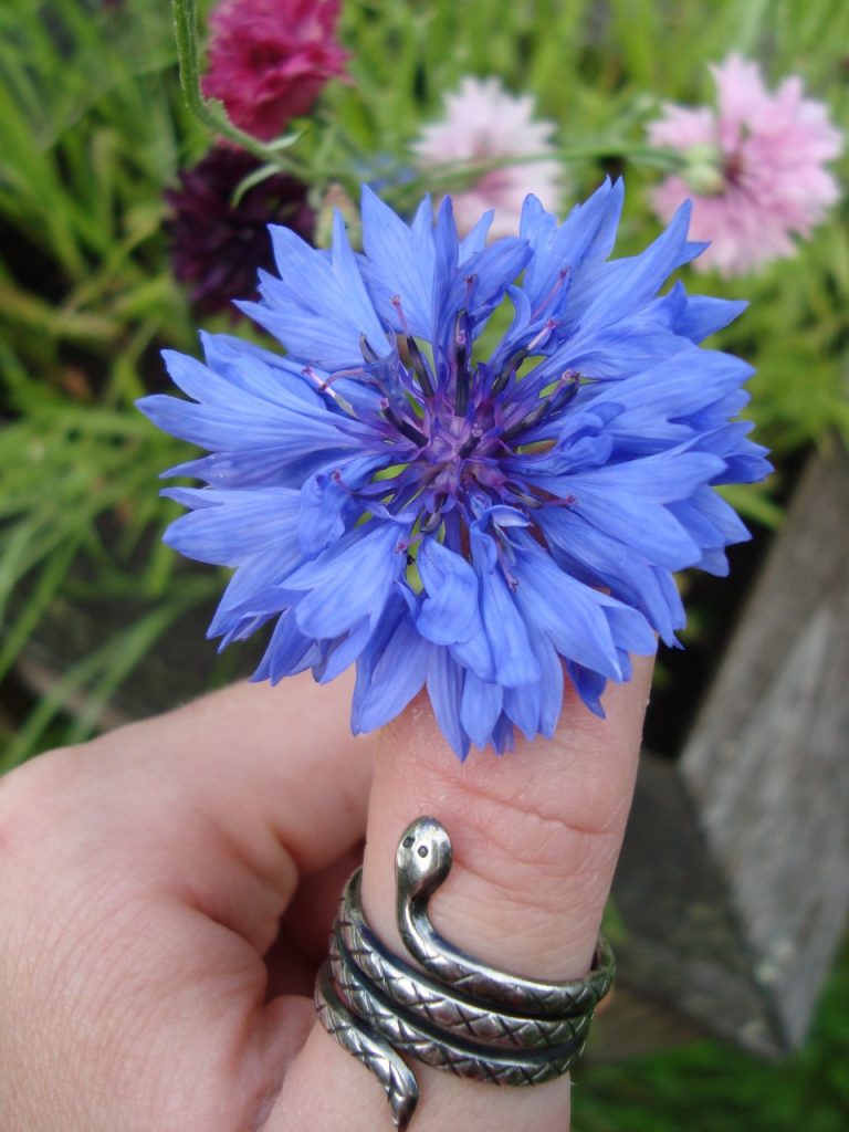 cornflower